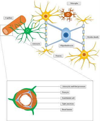 Persistent Neurovascular Unit Dysfunction: Pathophysiological Substrate and Trigger for Late-Onset Neurodegeneration After Traumatic Brain Injury